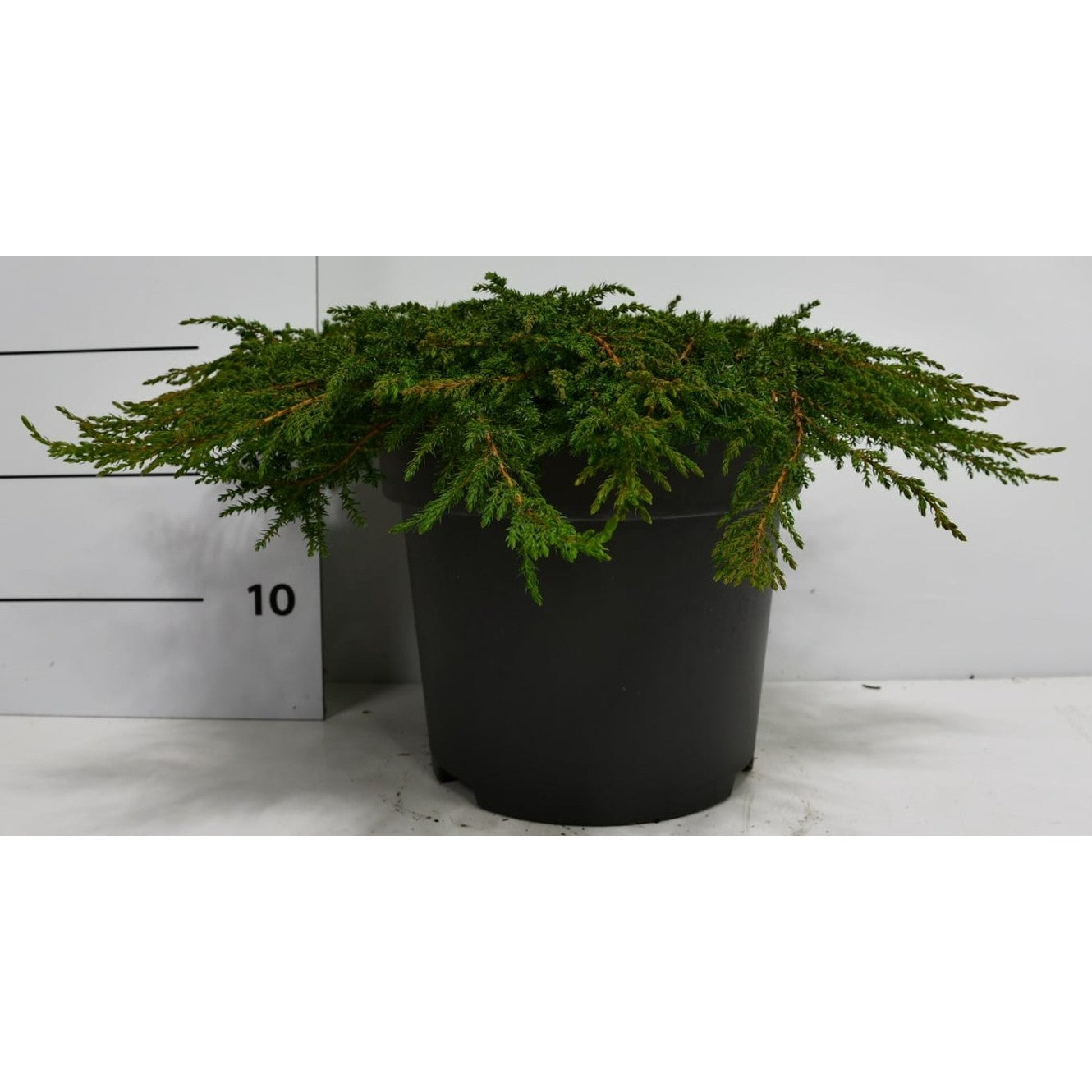 En – Juniperus communis 'Green Carpet' - C12 50-60 cm.